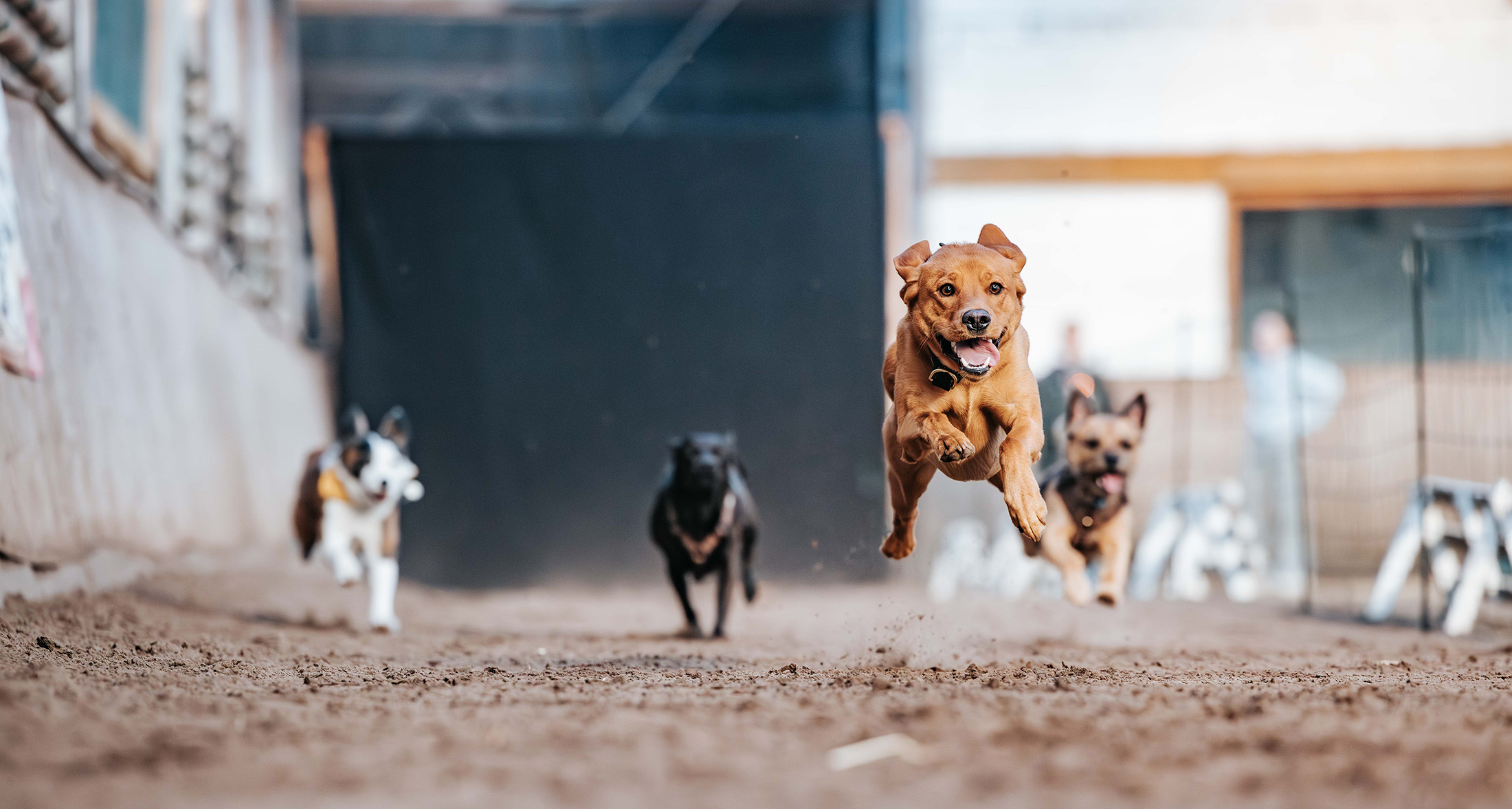 Hundefotografie beim Hundeaktivtag Hamburg in Tangstedt